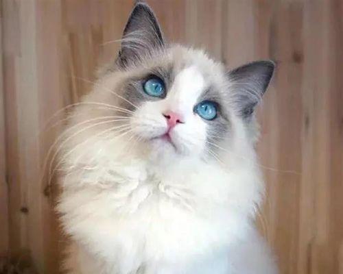 蓝眼睛的猫咪，究竟是不是布偶猫（探究猫咪品种特征与饲养技巧）