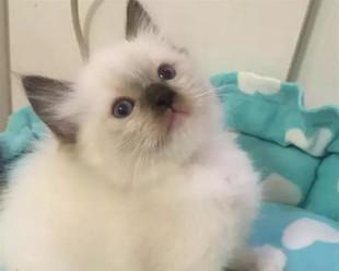 蓝色重点色手套布偶猫（以蓝重点色手套布偶猫为主题的完美宠物）