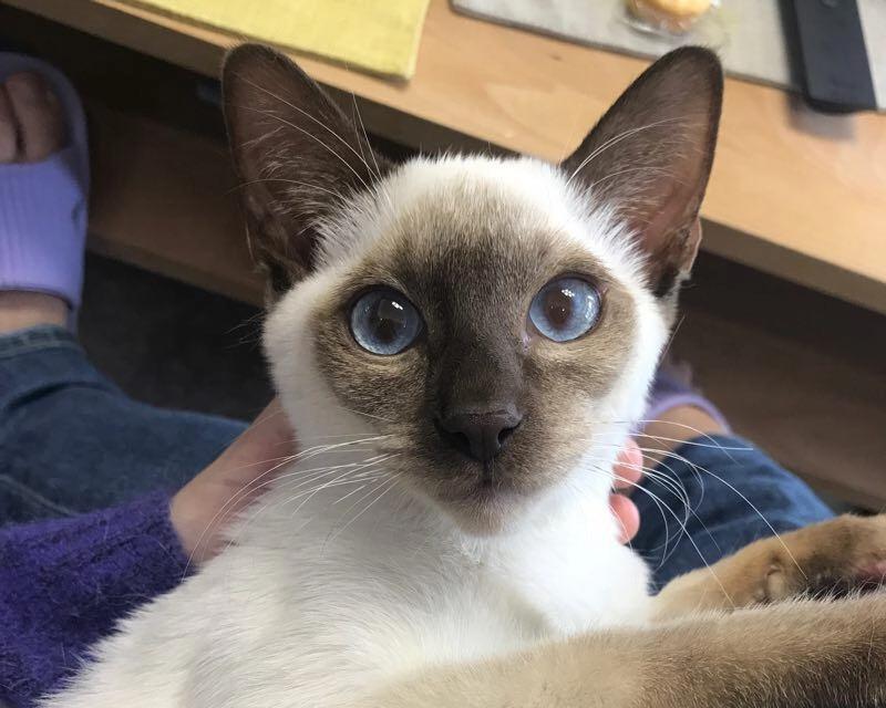揭秘以蓝重点暹罗猫的脚垫（以蓝重点暹罗猫脚垫的特点和保养方法）