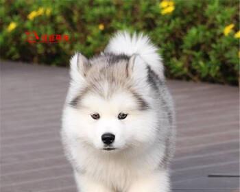 兰州阿拉斯加幼犬的成长之路（以宠物为主的家庭生活）