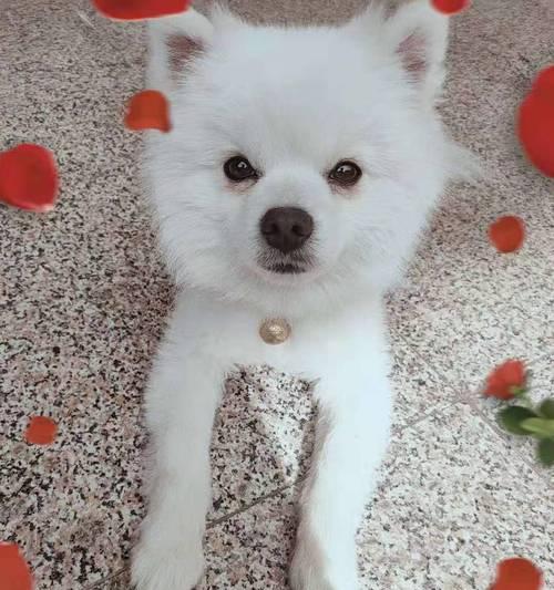 寻找迷失的小犬，以爱之名（一只博美犬的逃脱与寻找之旅）