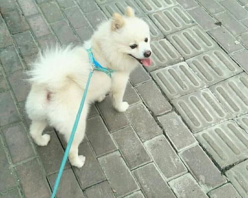 寻找迷失的小犬，以爱之名（一只博美犬的逃脱与寻找之旅）