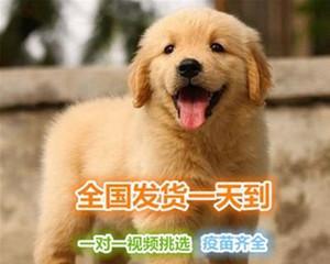 以兰蔻小黑瓶拉布拉多为主题的宠物养护指南（从营养、健康到美容）