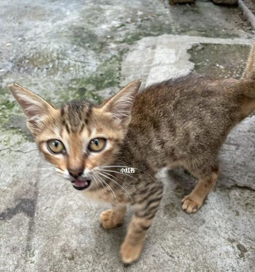 老虎猫咪（探秘老虎花纹猫咪的品种和饲养技巧）