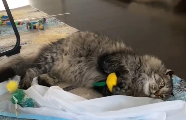 老猫赶走小猫的故事（宠物世界的残酷现实与成长）