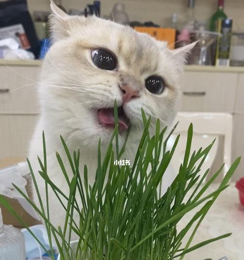 老猫咪为什么还吃草（探究老猫咪吃草的原因以及对其健康的影响）