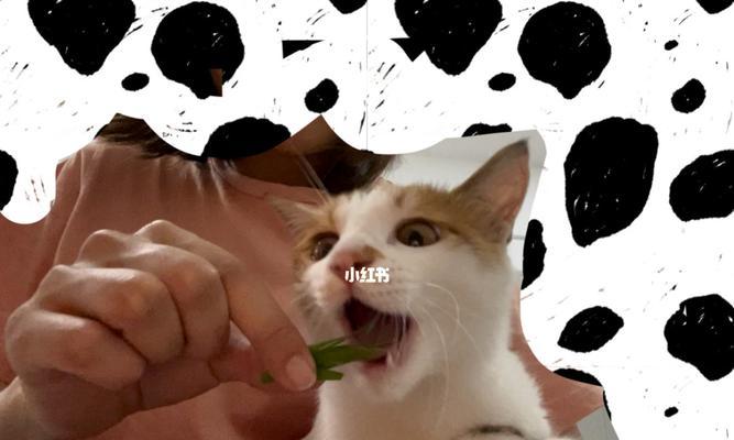老猫咪为什么还吃草（探究老猫咪吃草的原因以及对其健康的影响）