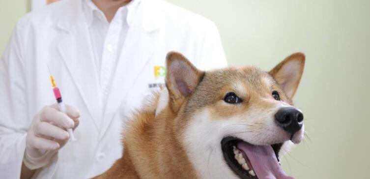 老年狗狗的养护与保健（如何更好地照顾老年狗狗）