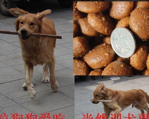 老犬期苏牧狗粮，给宠物更好的健康（为爱宠安排健康饮食）