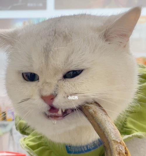老人养猫咪流口水，原因竟是……（探秘老人与猫咪的微妙关系）