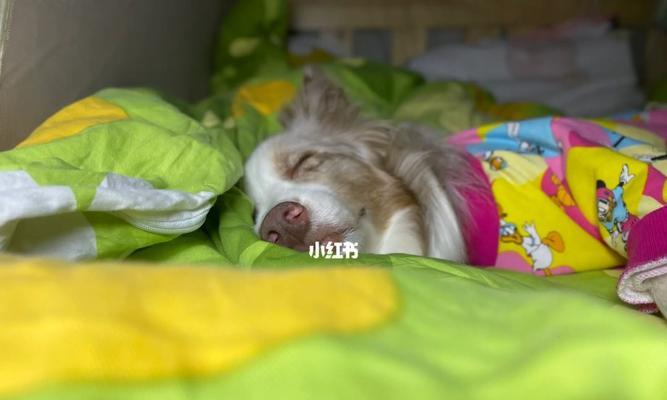 冷小狗怎样保暖（以宠物为主）