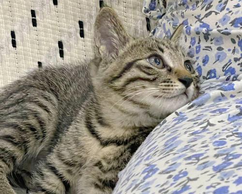 以狸花猫能生出什么小猫（探究不同品种猫咪的后代）