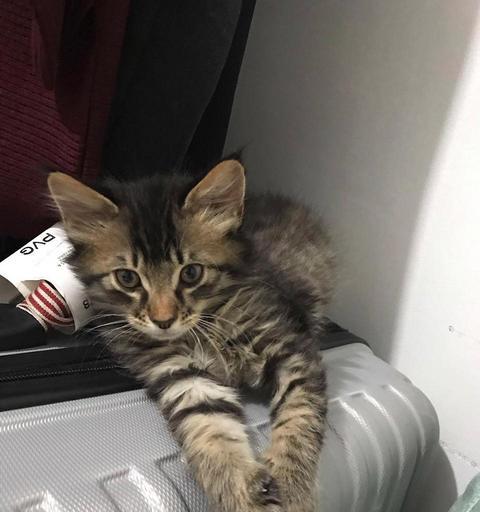 以狸花猫能生出什么小猫（探究不同品种猫咪的后代）