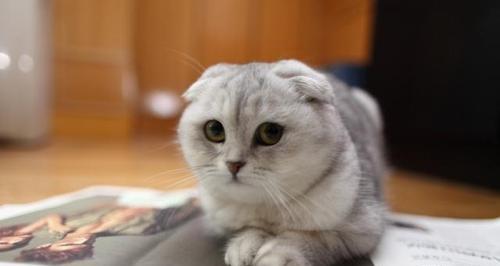 立耳折耳猫易发病，需要特殊关爱（探究立耳折耳猫的健康问题及治疗方法）