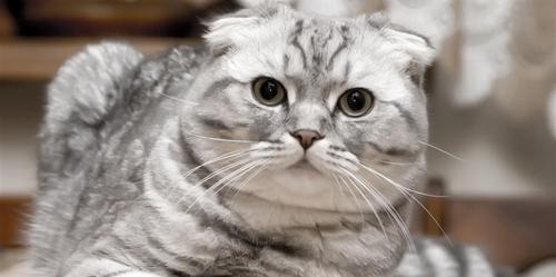 从立耳到折耳——宠物猫成长变化的故事（从一个立耳猫到如今的折耳猫）