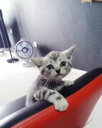 从立耳到折耳——宠物猫成长变化的故事（从一个立耳猫到如今的折耳猫）