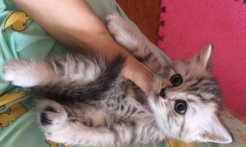 立耳猫是否会变成折耳（探讨宠物猫品种遗传和突变的现象）