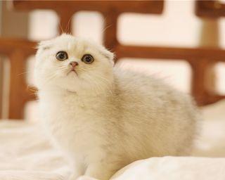 立耳猫是否会变成折耳（探讨宠物猫品种遗传和突变的现象）