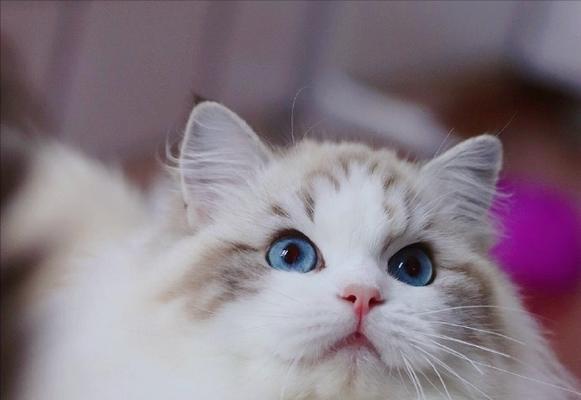 如何养护脸上瑕疵的布偶猫（解决你心中的宠物之忧）