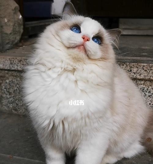 如何养护脸上瑕疵的布偶猫（解决你心中的宠物之忧）