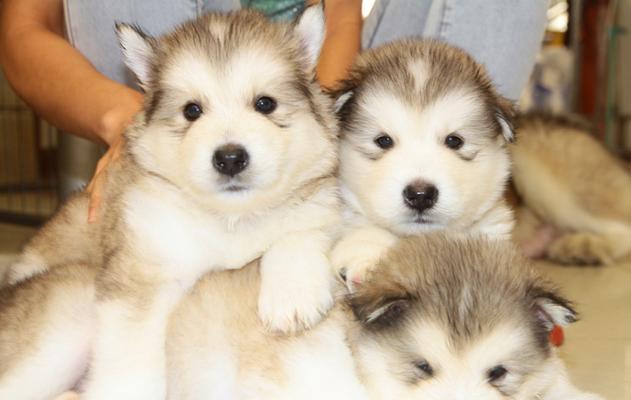 阿拉斯加幼犬养护指南（宠物之路的启程）