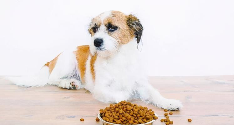 两个月大的狗狗没食欲，怎么办（宠物主人必知的解决方法）