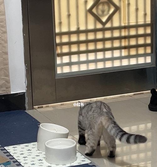 揭秘猫咪吃屎的原因和应对方法（揭秘猫咪吃屎的原因和应对方法）