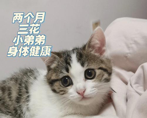 刚两个月的小猫应该吃什么（营养均衡的饮食是健康成长的关键）