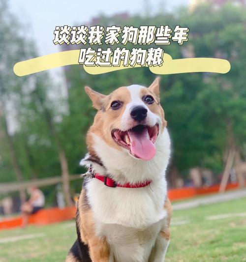 柯基犬的合理喂养计划（每月只需喂食这么多狗粮）