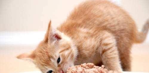 如何科学喂养两个月小猫（宠物家庭必备）