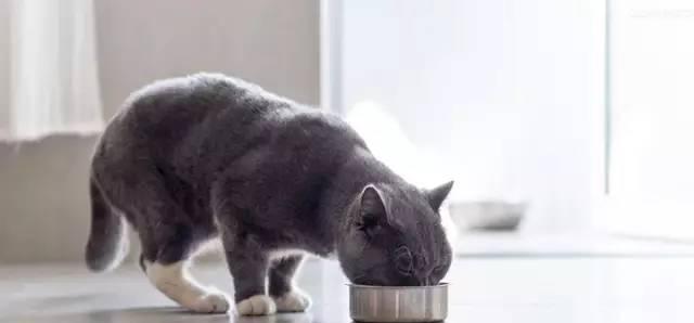 如何增加两个月小猫的饮水量（宠物养护小技巧）