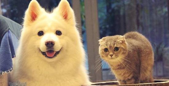 两只小猫能否养在一起（宠物猫的社交需求与合理饲养）
