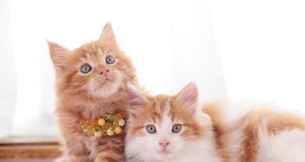 两只小猫能否养在一起（宠物猫的社交需求与合理饲养）
