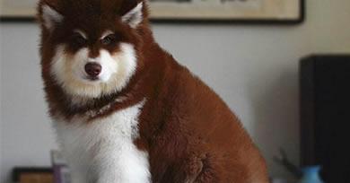 六个月的阿拉斯加犬正常体重（探讨宠物阿拉斯加犬的生长发育标准）