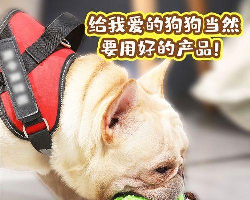 六个月的宠物狗狗牙齿出血该怎么办（教你应对宠物狗狗牙齿出血的方法）
