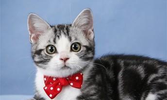 六个月大的猫需要吃什么（打造健康宠物生活）