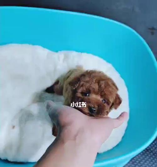 泰迪犬每六个月洗一次澡的正确方法（宠物保健必读！如何让你的泰迪犬洁净健康）