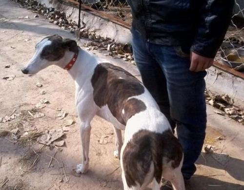 养格力犬的注意事项（如何解决六个月格力犬跑不快的问题）