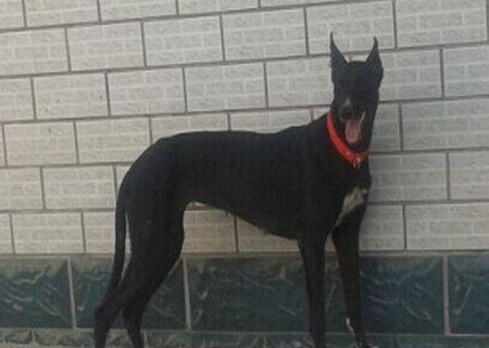 养格力犬的注意事项（如何解决六个月格力犬跑不快的问题）