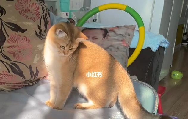 猫咪健康成长（从宠物主人的角度看待猫咪体重的变化）