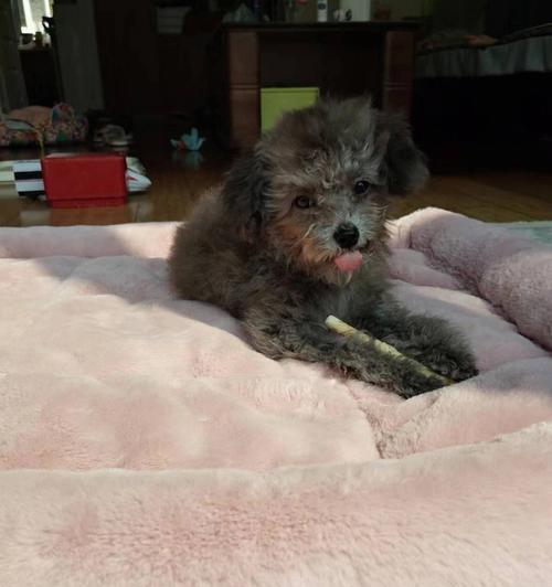 如何让你的宠物泰迪健康成长（六个月泰迪一斤多）