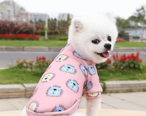 如何让你的宠物泰迪健康成长（六个月泰迪一斤多）