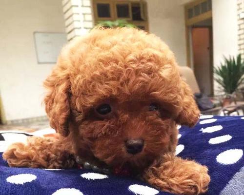 如何科学喂养6个月大的泰迪犬（从饮食、营养、饮水到日常护理）