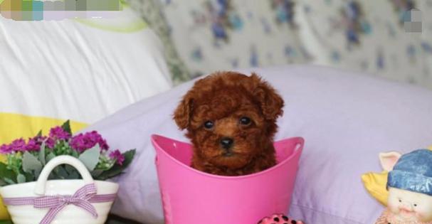 如何科学喂养6个月大的泰迪犬（从饮食、营养、饮水到日常护理）