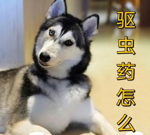 六个月小狗如何有效驱虫（宠物护理）