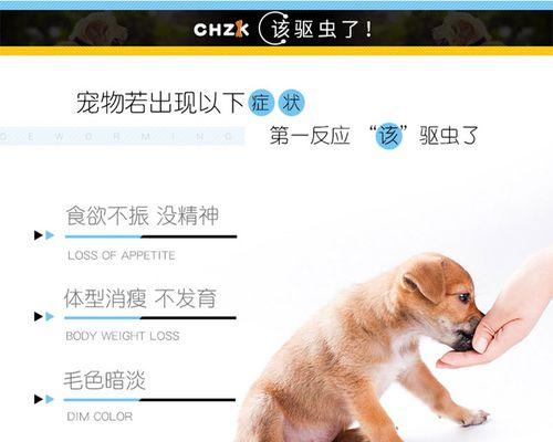 六个月小狗如何有效驱虫（宠物护理）