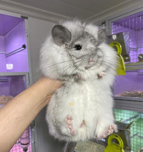龙猫上厕所训练指南（用宠物训练法）