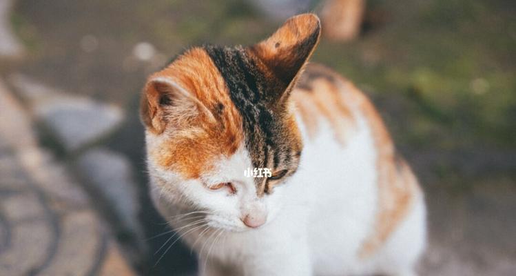 路边小猫喂什么（宠物养护必读）