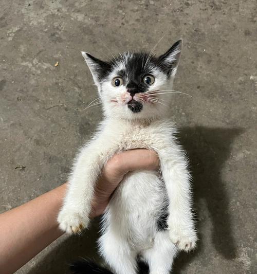 《路边捡到的小猫如何养护》（以宠物为主）