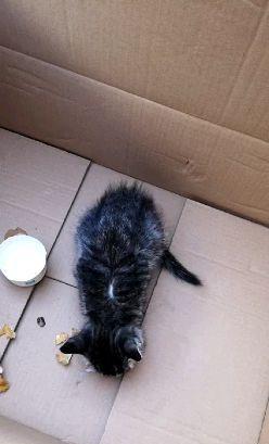 《路边捡到的小猫如何养护》（以宠物为主）